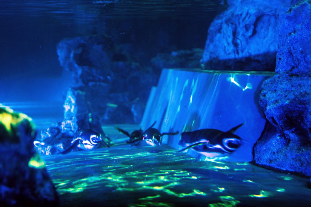 光の中を泳ぐペンギンたち