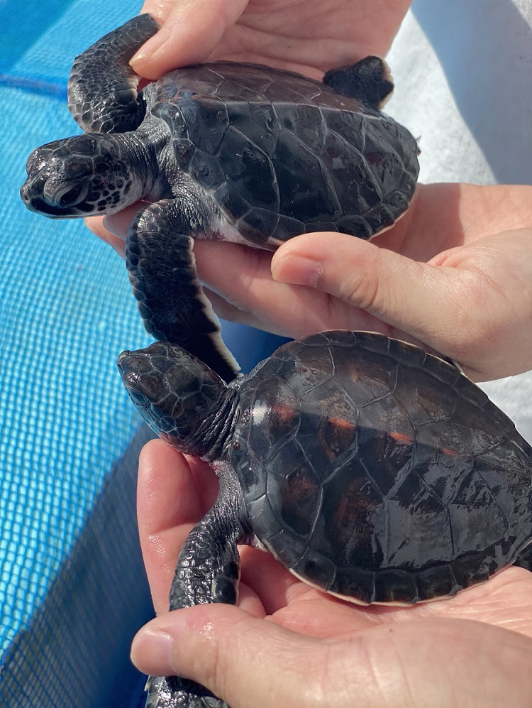 今年も小笠原の海からやってくる アオウミガメの赤ちゃんを9月13日 日 から一般公開 東京スカイツリータウン にある すみだ水族館 公式