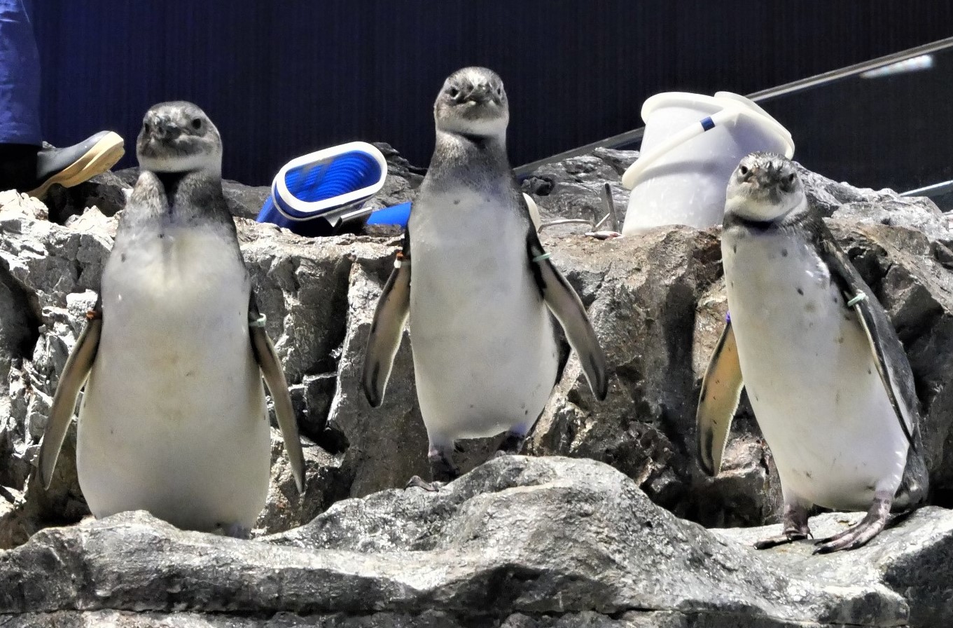 自宅でも楽しめる ペンギンたちの関係性を可視化した最新版 ペンギン相関図2021 21年1月30日 土 から 館内と特設サイトで公開スタート 東京スカイツリータウン にある すみだ水族館 公式 自宅でも楽しめる ペンギンたちの関係性を可視化した最新版 ペンギン相関図2021 21年1月30日 土 から 館内と特設サイトで公開スタート 東京スカイツリータウン にある すみだ水族館 公式