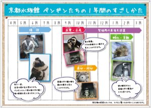 ペンギンの1年間の過ごし方