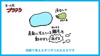 もっとクラゲを知りたくなる仕掛けが満載 すみだクラゲ研究部 7月22日 金 から発足 東京スカイツリータウン にある すみだ水族館 公式
