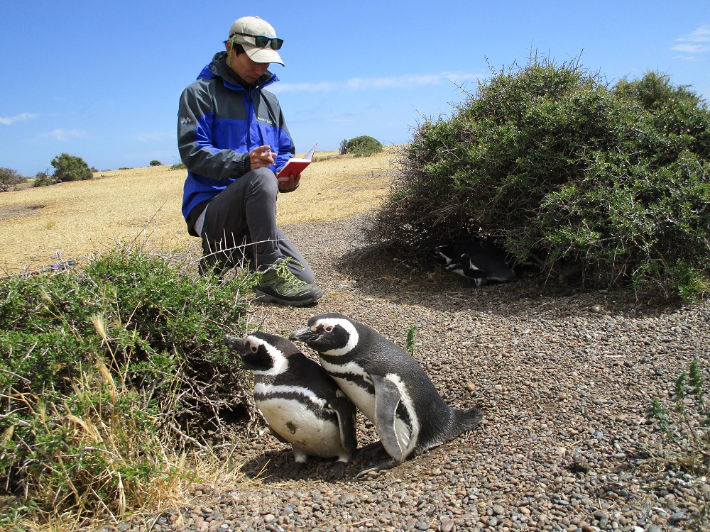 アルゼンチンにあるマゼランペンギンの繁殖地（San Lorenzo）での調査の様子（山本先生）